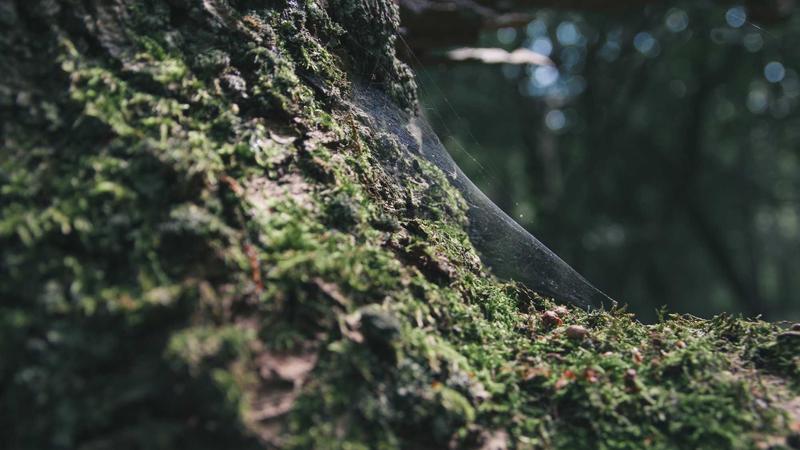 营养美味的水煮鱼，老人小孩都爱吃