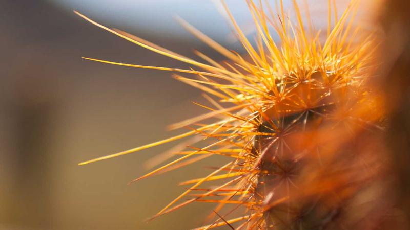 可乐鸡翅的秘诀大公开，饭店大厨都不告诉你的做法